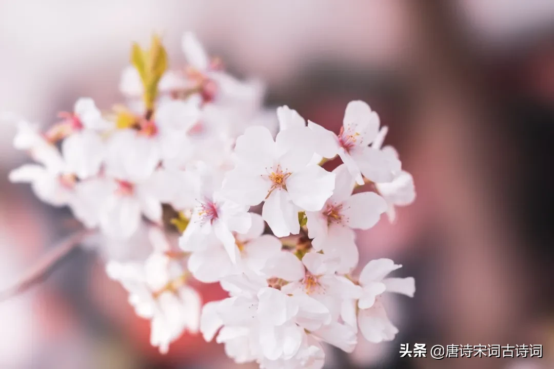 描写春分的古诗四句（关于春分的经典诗句） 第3张