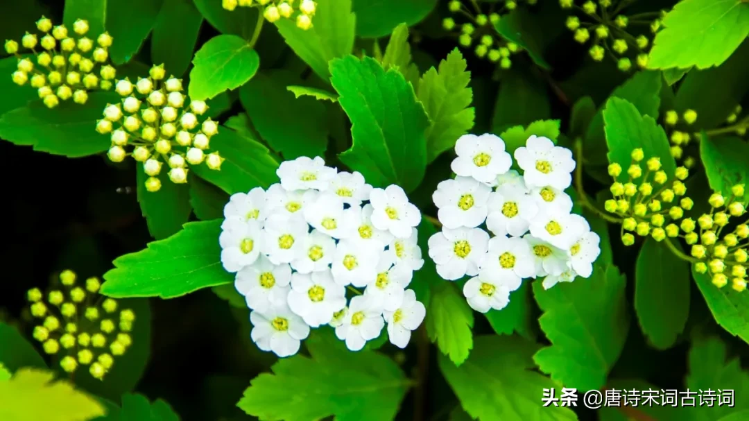描写春分的古诗四句（关于春分的经典诗句） 第5张