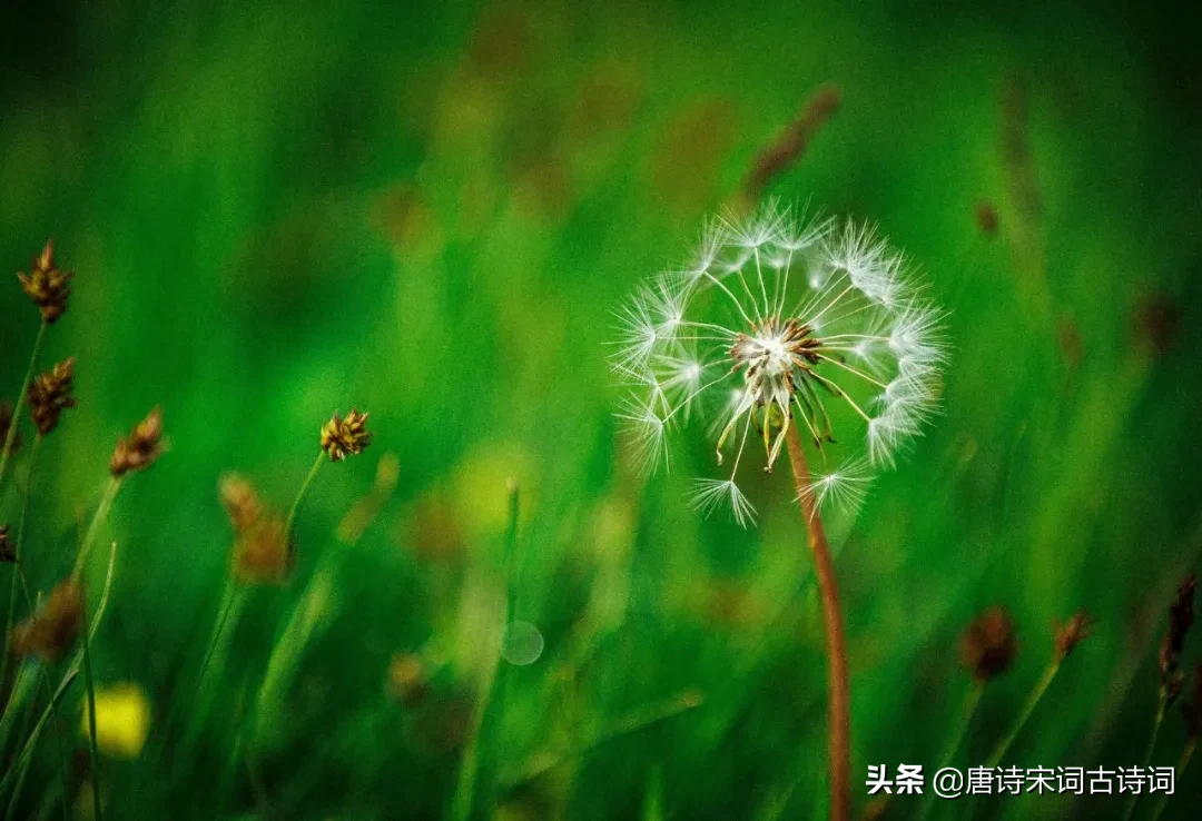 描写春分的古诗四句（关于春分的经典诗句） 第7张