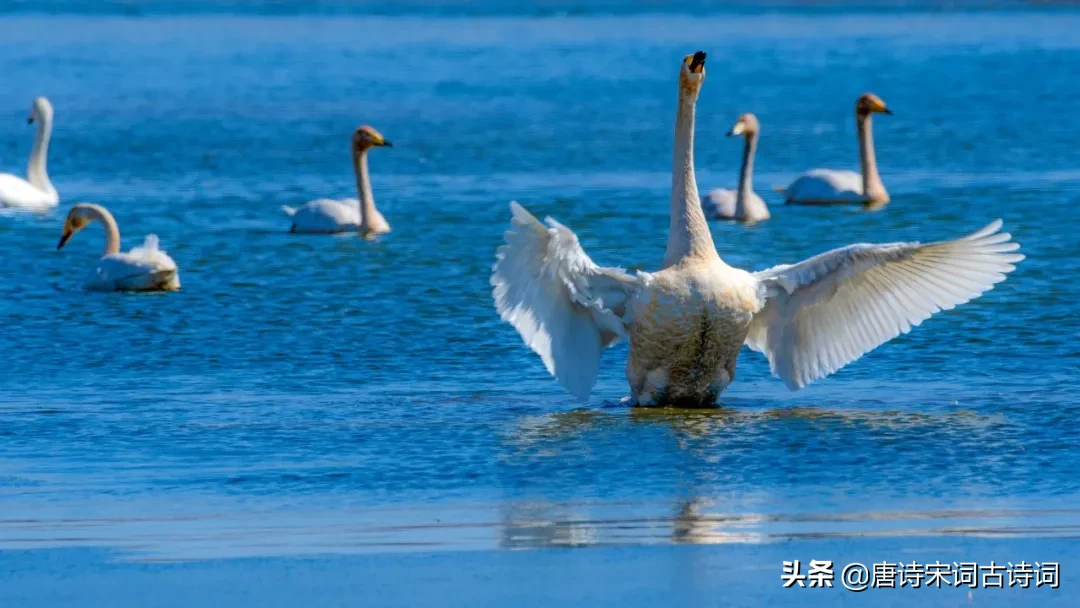 描写春分的古诗四句（关于春分的经典诗句） 第11张