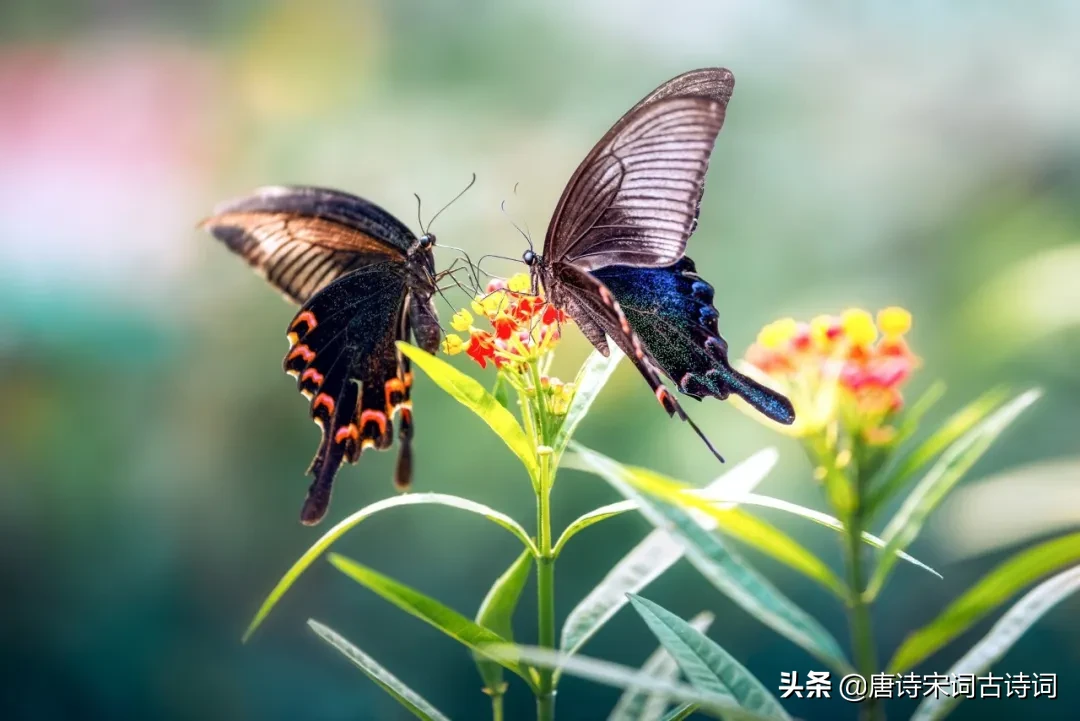 描写春分的古诗四句（关于春分的经典诗句） 第13张