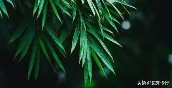 茶古诗词名句赏析（茶文化最著名的诗句） 第1张