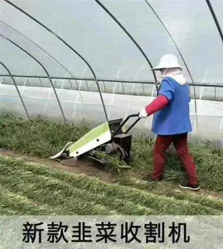 怕了！以前是网上冲浪，现在是“韭死一生”…… 第13张