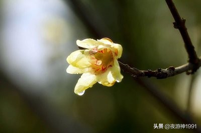 朱自清春原文及赏析（春散文朱自清赏析） 第3张