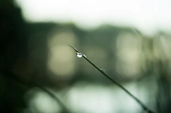 谷雨诗句古诗大全（谷雨的著名诗句） 第1张