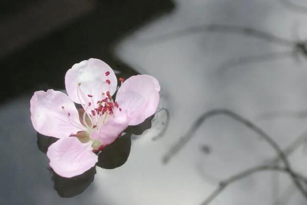 谷雨诗句古诗大全（谷雨的著名诗句） 第15张