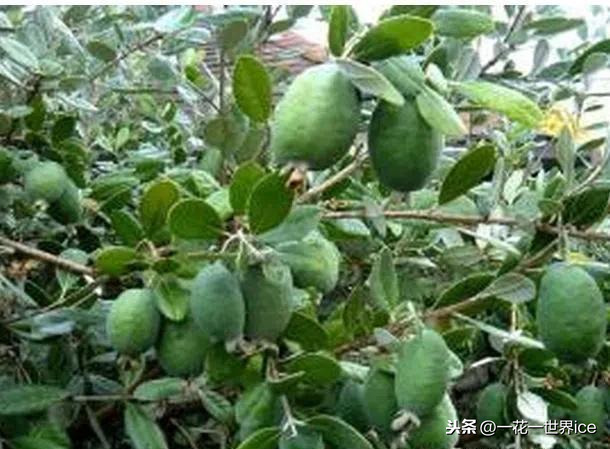百元一斤“超级水果”，刚引进国内不久，会火起来吗？ 第7张