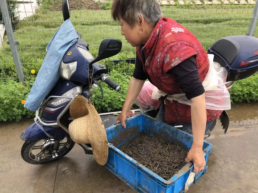 电蚯蚓犯法吗（电蚯蚓机多少钱一台） 2 第3张