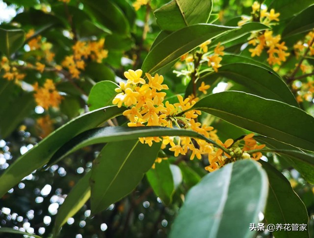 桂花诗句经典名句（赞美桂花的名句） 第1张