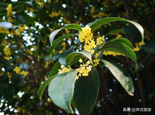 桂花诗句经典名句（赞美桂花的名句） 第7张