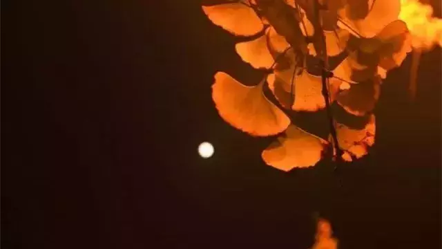 月亮有关的诗句有哪些（月亮的经典诗词 ） 第3张