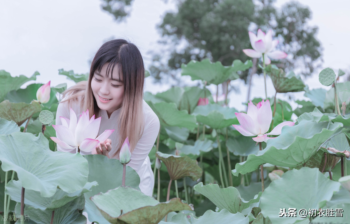 关于莲花的古诗句赏析（莲花有关的诗句及赏析） 第5张