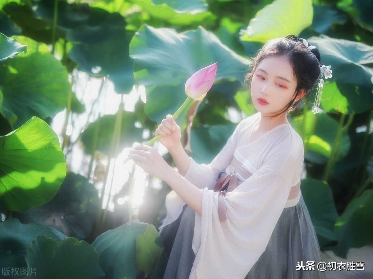 关于莲花的古诗句赏析（莲花有关的诗句及赏析） 第9张