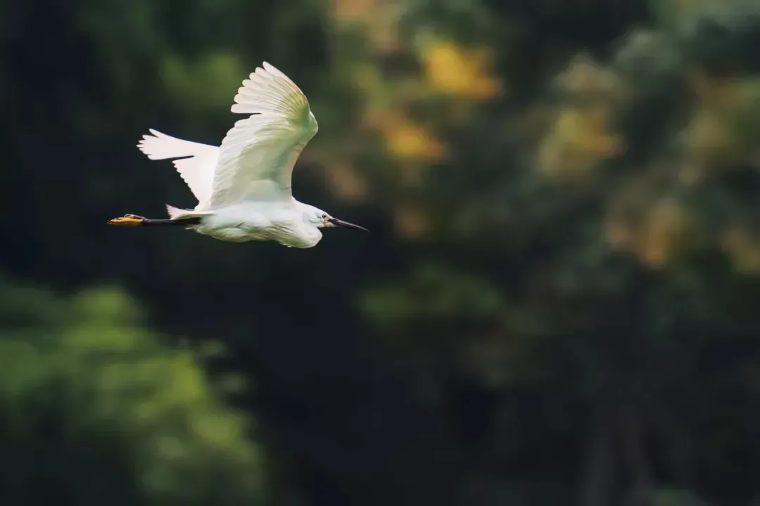 励志古诗词经典名句（为了梦想而奋斗的诗句） 第19张