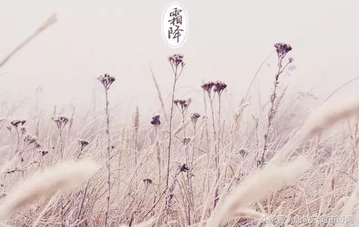 霜降的诗句有哪些（关于霜降的诗句古诗大全） 第1张