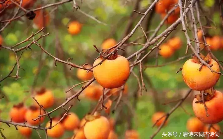 霜降的诗句有哪些（关于霜降的诗句古诗大全） 第3张