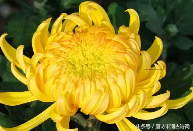 霜降的诗句有哪些（关于霜降的诗句古诗大全） 第5张