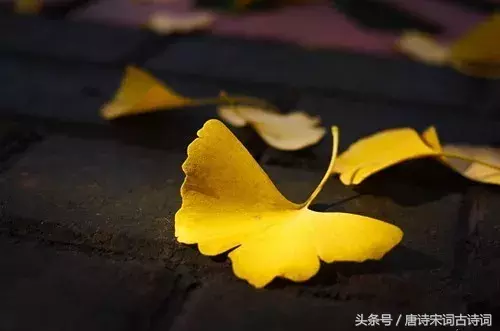 霜降的诗句有哪些（关于霜降的诗句古诗大全） 第11张