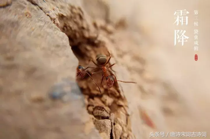 霜降的诗句有哪些（关于霜降的诗句古诗大全） 第15张