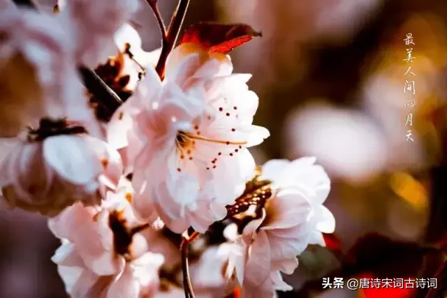 赞美四月的诗句唯美（人间最美四月天） 第1张