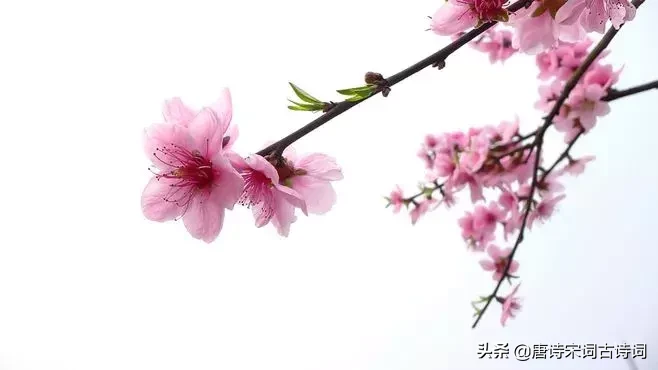 赞美四月的诗句唯美（人间最美四月天） 第3张