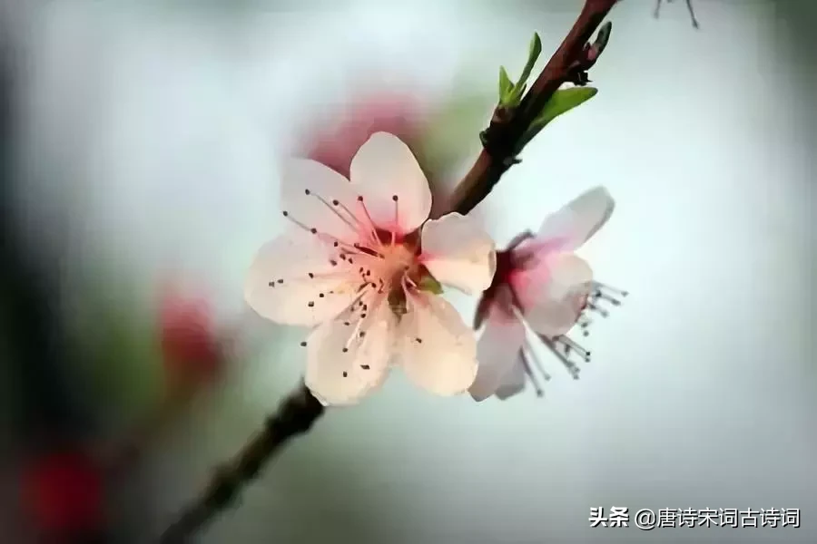 赞美四月的诗句唯美（人间最美四月天） 第5张