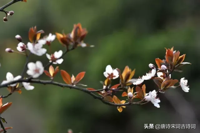 赞美四月的诗句唯美（人间最美四月天） 第7张