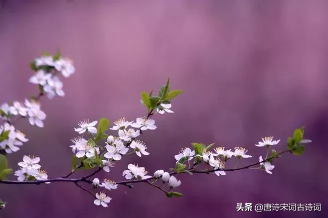 赞美四月的诗句唯美（人间最美四月天） 第11张