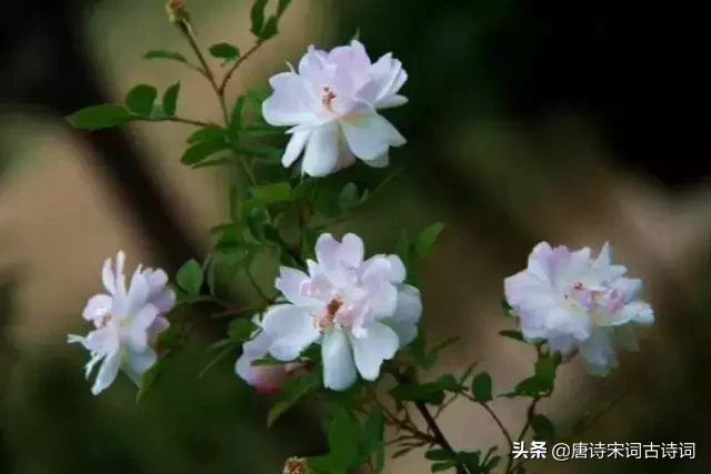 赞美四月的诗句唯美（人间最美四月天） 第13张