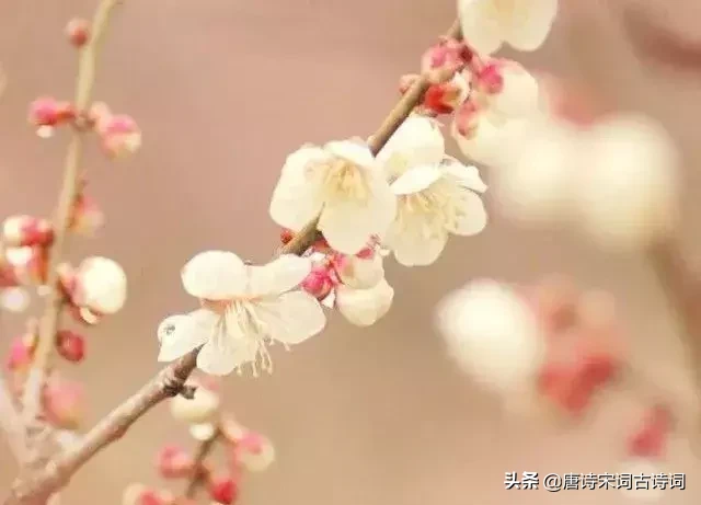 赞美四月的诗句唯美（人间最美四月天） 第17张