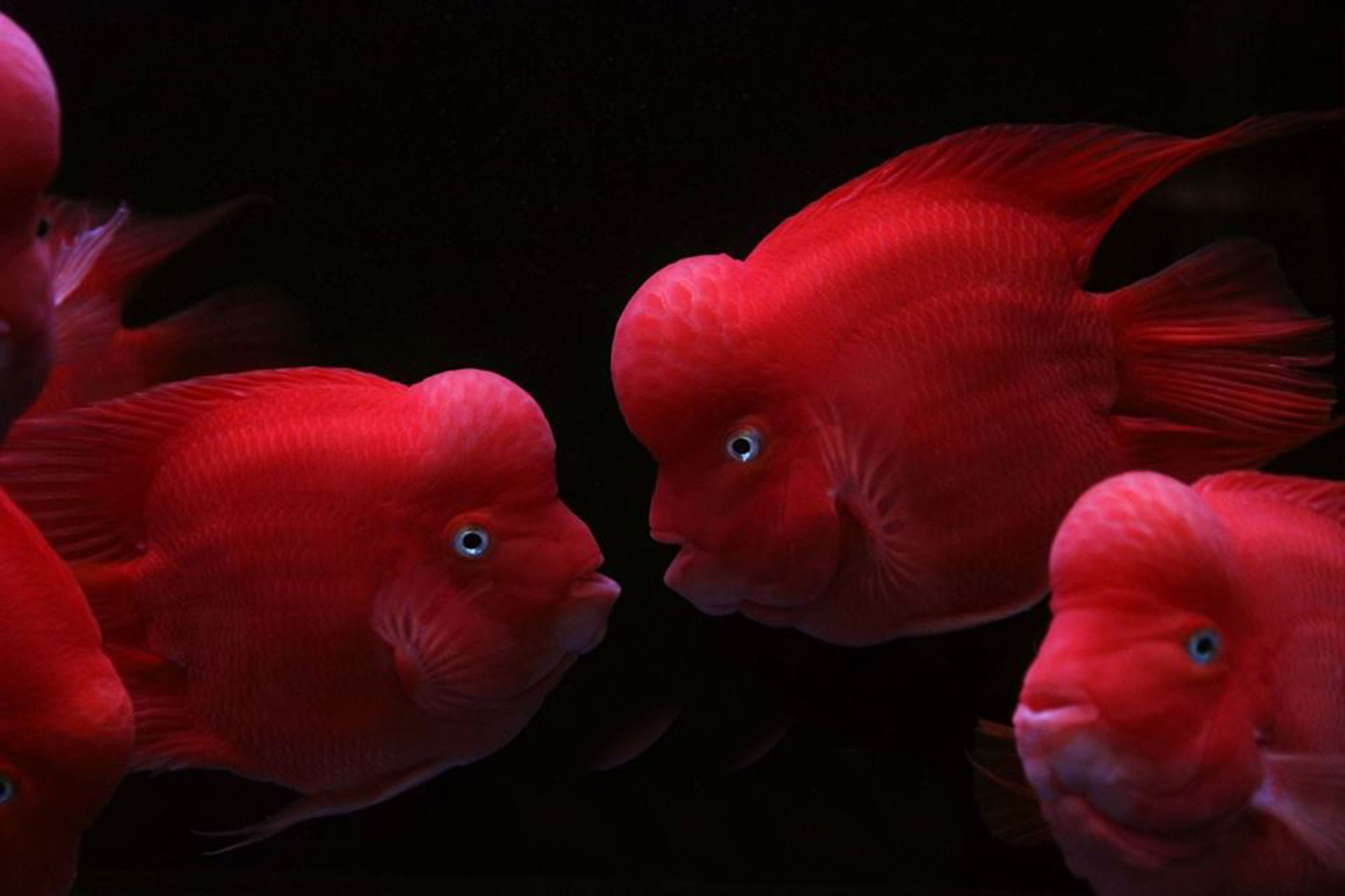 财神鱼和鹦鹉鱼的区别 第13张