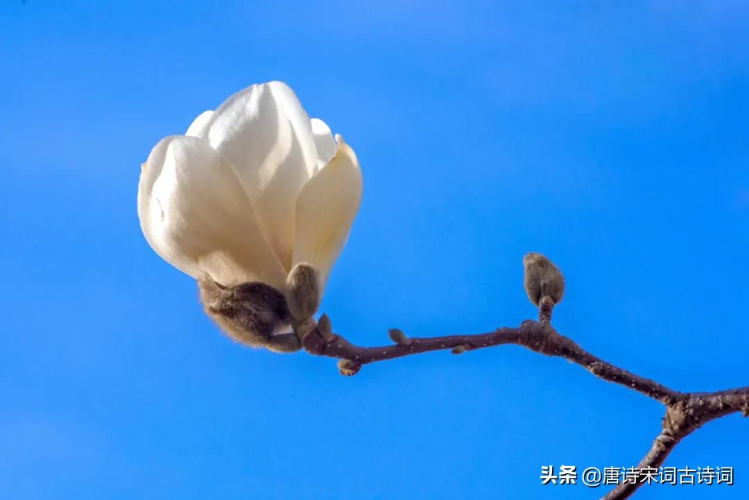 春风诗句大全集（描写春风的优美句子） 第9张