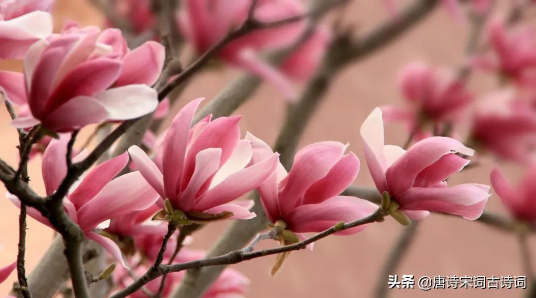 春风诗句大全集（描写春风的优美句子） 第15张