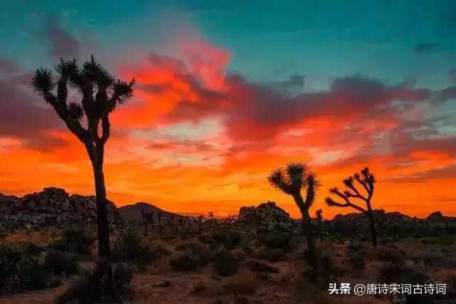 夕阳的诗句有哪些（夕阳西下的唯美句子诗句） 第5张