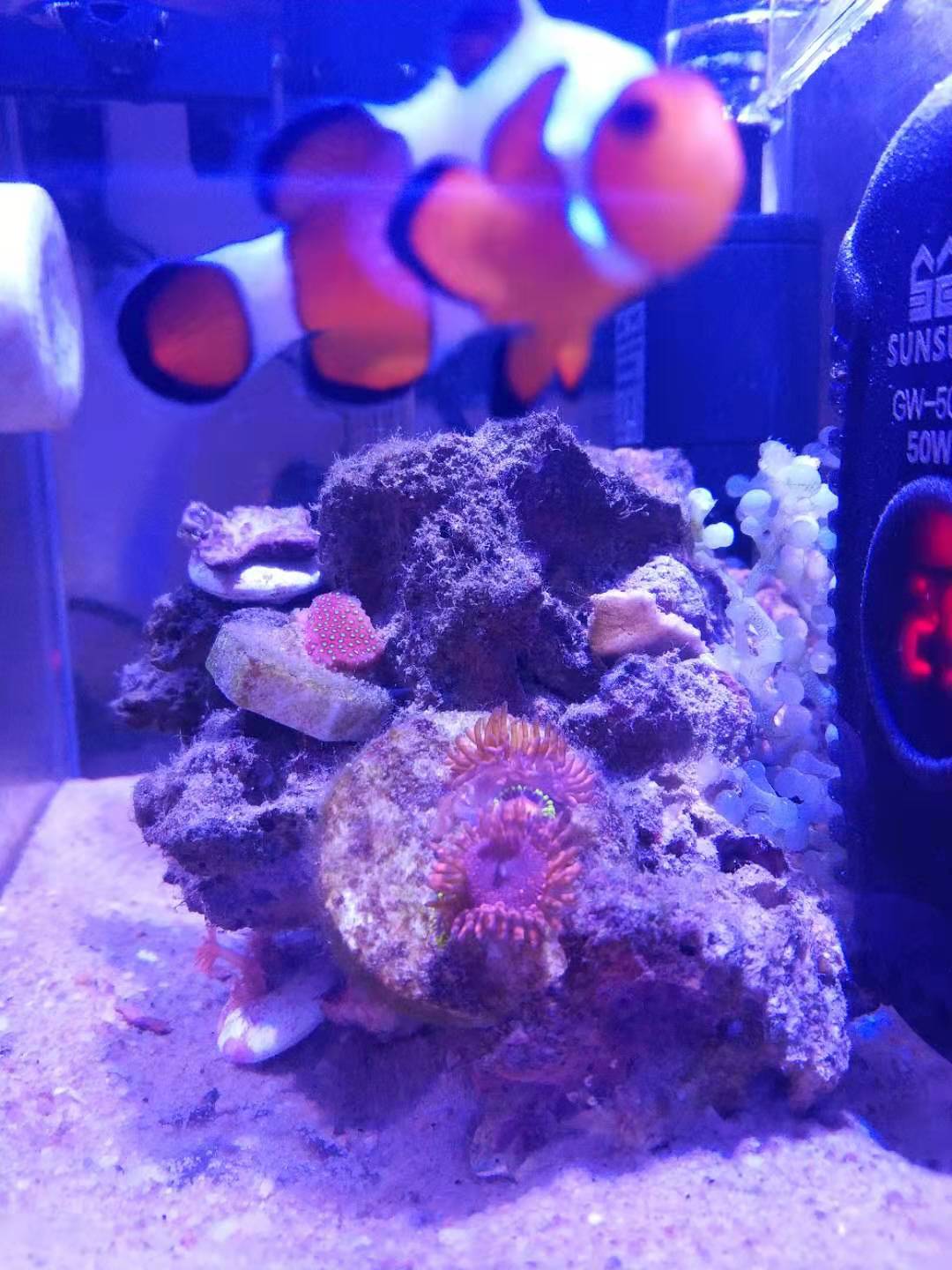 手把手教怎么已最简单的方法养好小丑鱼 第9张