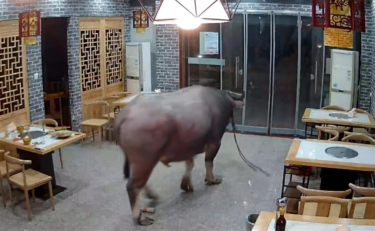 监控实拍：待宰水牛发狂冲进餐馆顶飞男子！警方：伤者住院，牛跑了 第7张