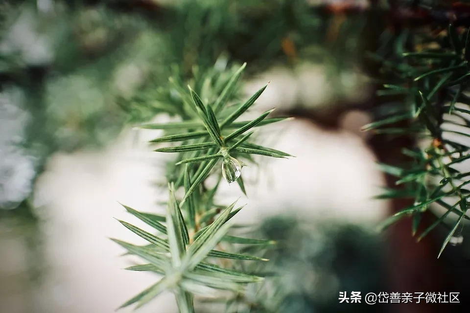 杜甫的诗句有哪些（杜甫最著名的10首诗） 第13张