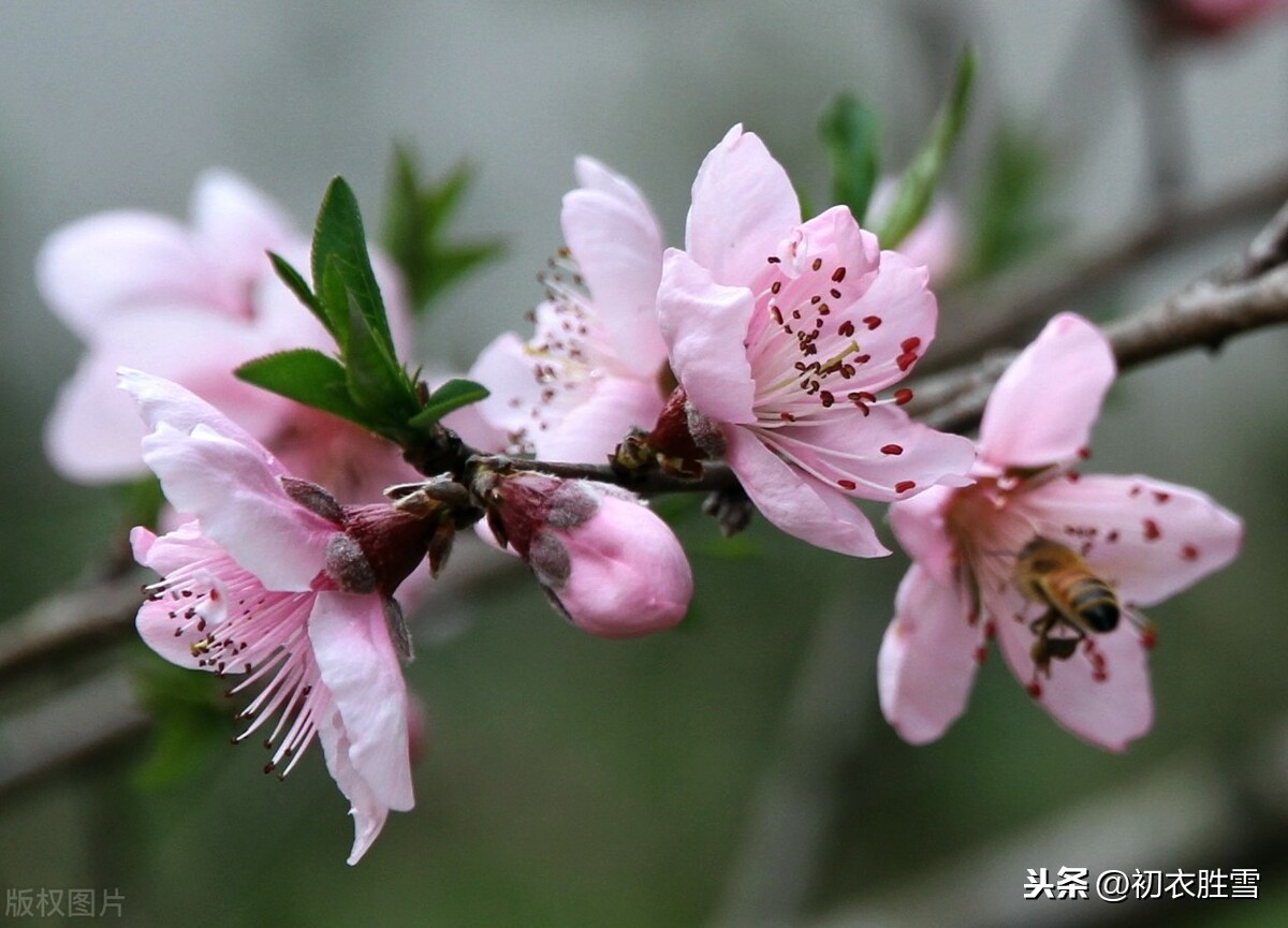 新年的诗句有哪些（描写过新年的诗句） 第11张