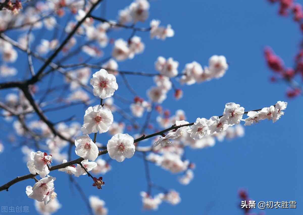 梅花诗句最出名诗句（最经典的梅花诗） 第5张