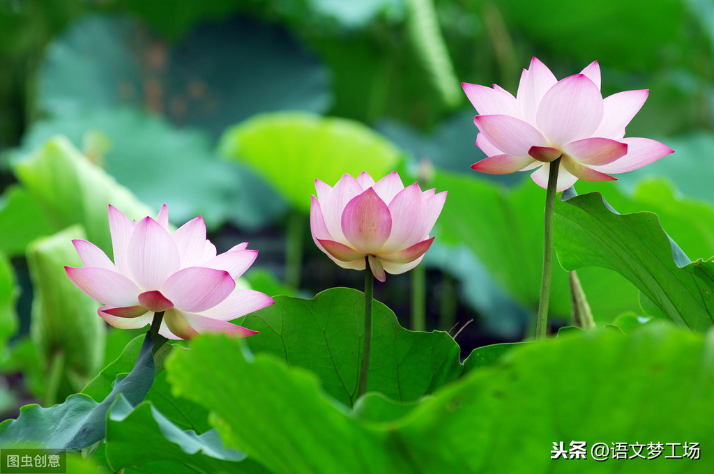 山水诗词佳句及赏析（寓意好的山水诗词佳句） 第11张