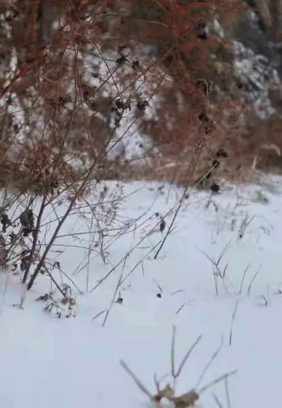 与雪有关的诗句有哪些（关于雪的优美句子） 第3张