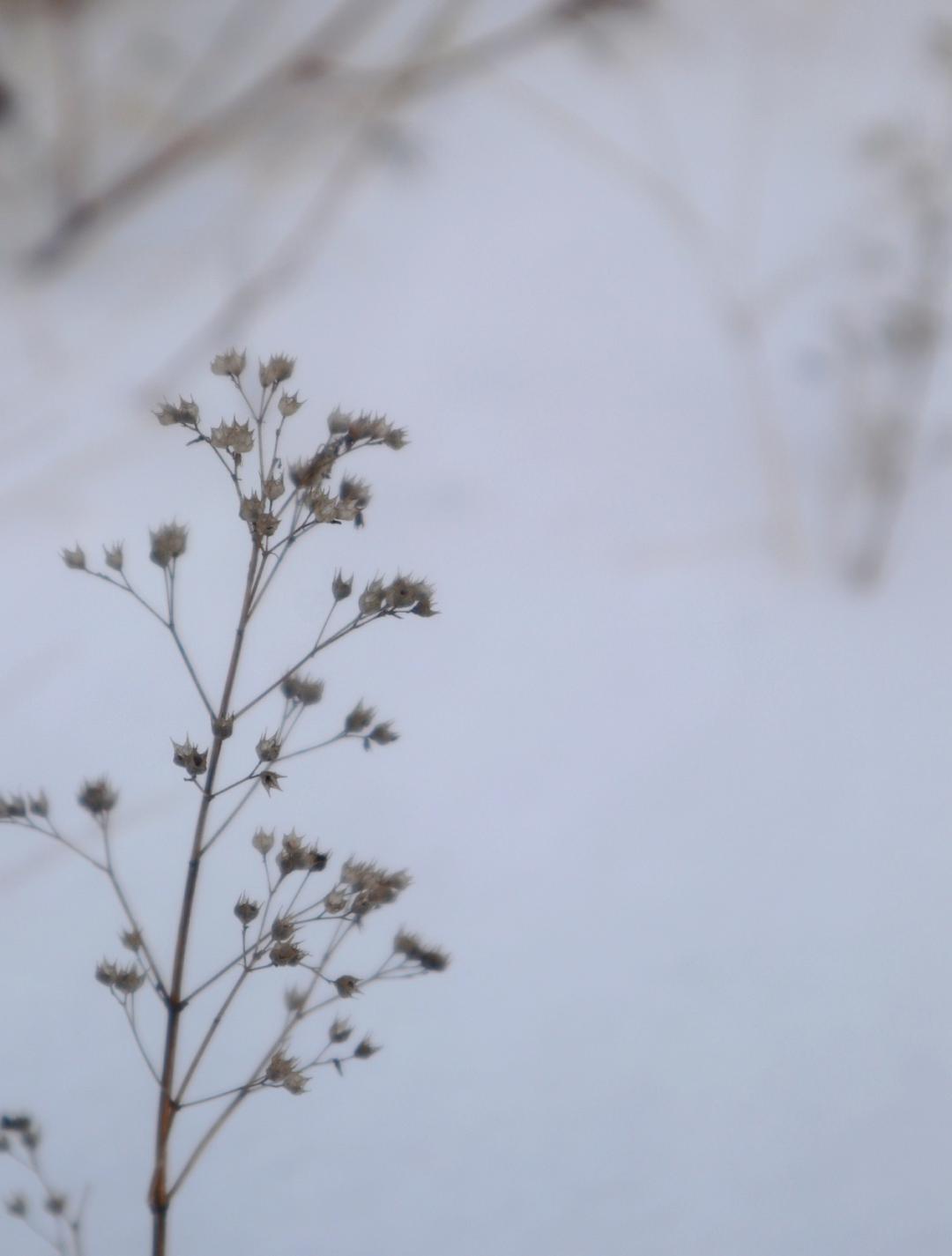 与雪有关的诗句有哪些（关于雪的优美句子） 第5张