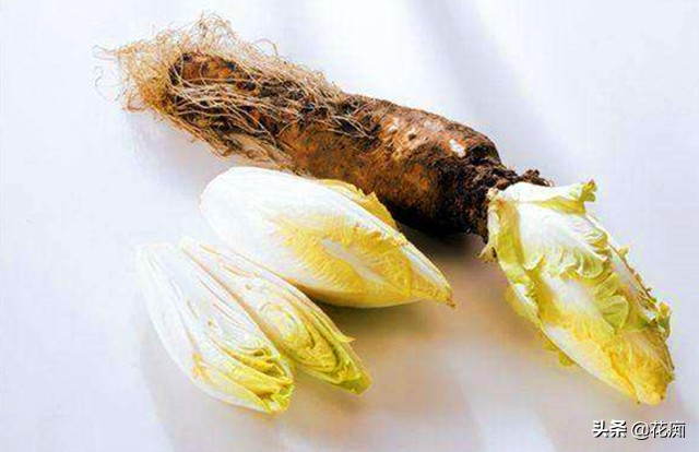 这种菜，光照越少，长得越好，营养特别高，放土里就能活 第3张