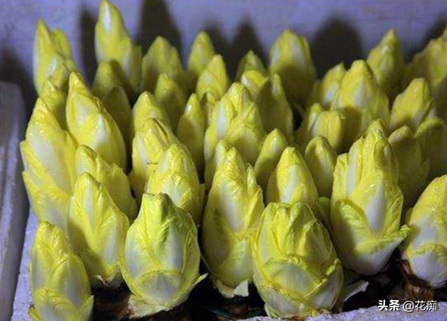 这种菜，光照越少，长得越好，营养特别高，放土里就能活 第5张