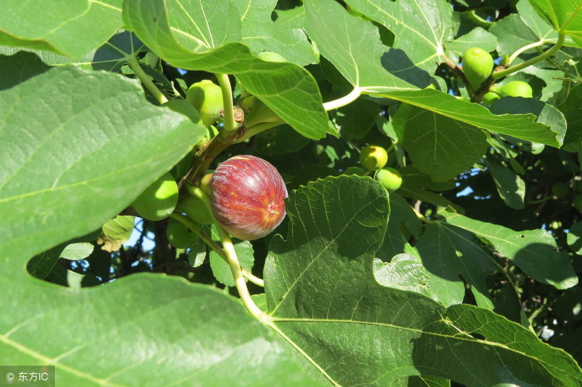 无花果明明会开花，为什么还叫无花果？自己栽棵无花果你就明白了 第3张