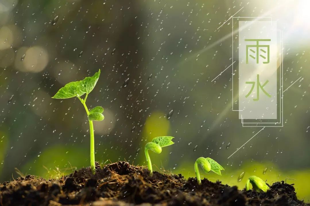 写雨的诗句古诗（关于雨的诗句分享） 第1张