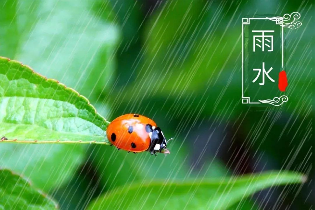 写雨的诗句古诗（关于雨的诗句分享） 第3张