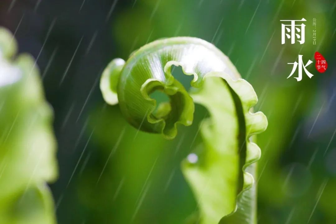 写雨的诗句古诗（关于雨的诗句分享） 第5张