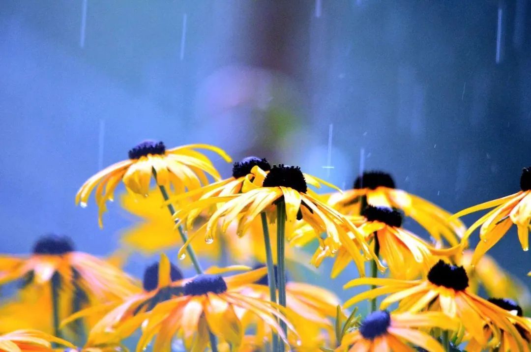 写雨的诗句古诗（关于雨的诗句分享） 第11张