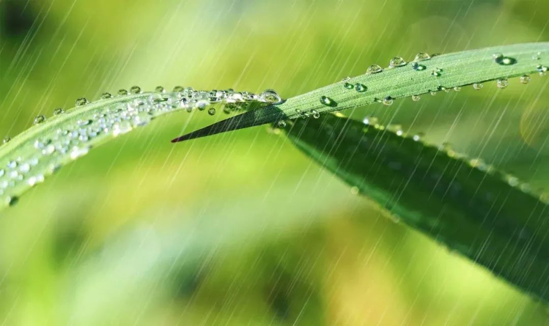 写雨的诗句古诗（关于雨的诗句分享） 第13张
